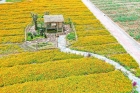 陌上花開，采菊東籬，逐浪戲沙…五一縱“琴”自然之旅來了！