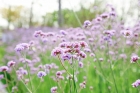 谷雨時(shí)節(jié)，橫琴花海長廊春意撩人！