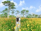超出片！橫琴花海長(zhǎng)廊又有花海盛放！趕緊去打卡~